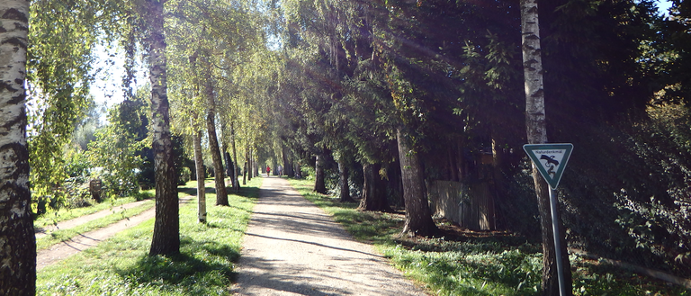 Foto der Birkenallee in Dorfen, ein kleiner Weg links und rechts mit Birken bepflanzt