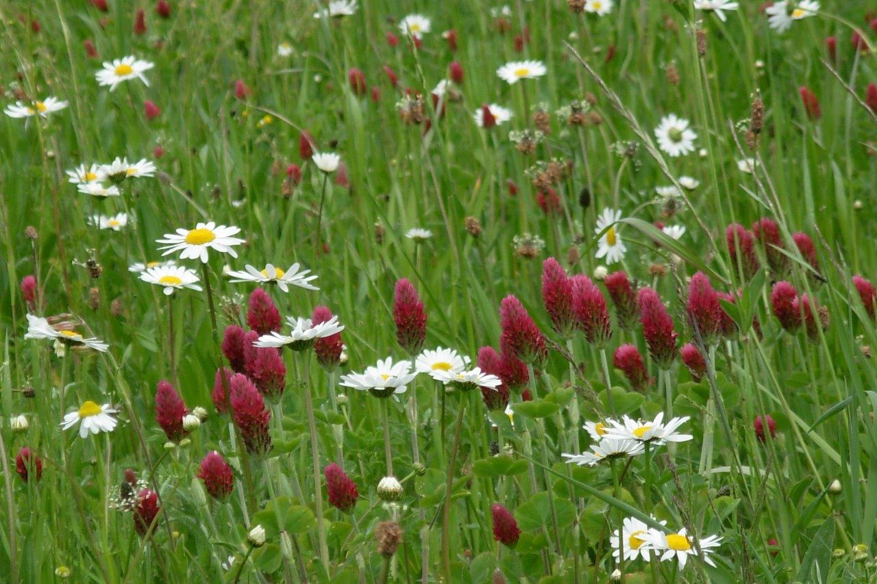 Isenauenpark Blumenwiese