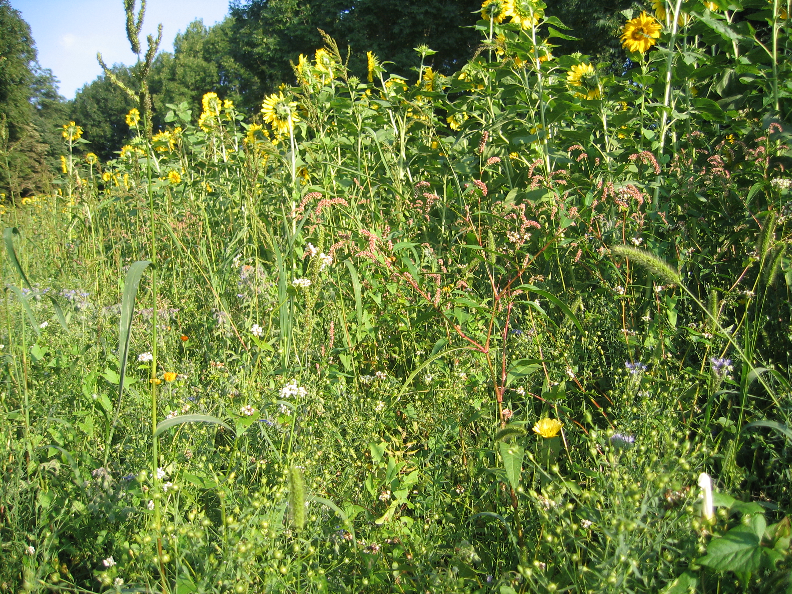 Dorfen blüht für Bienen - Wasentegernbach