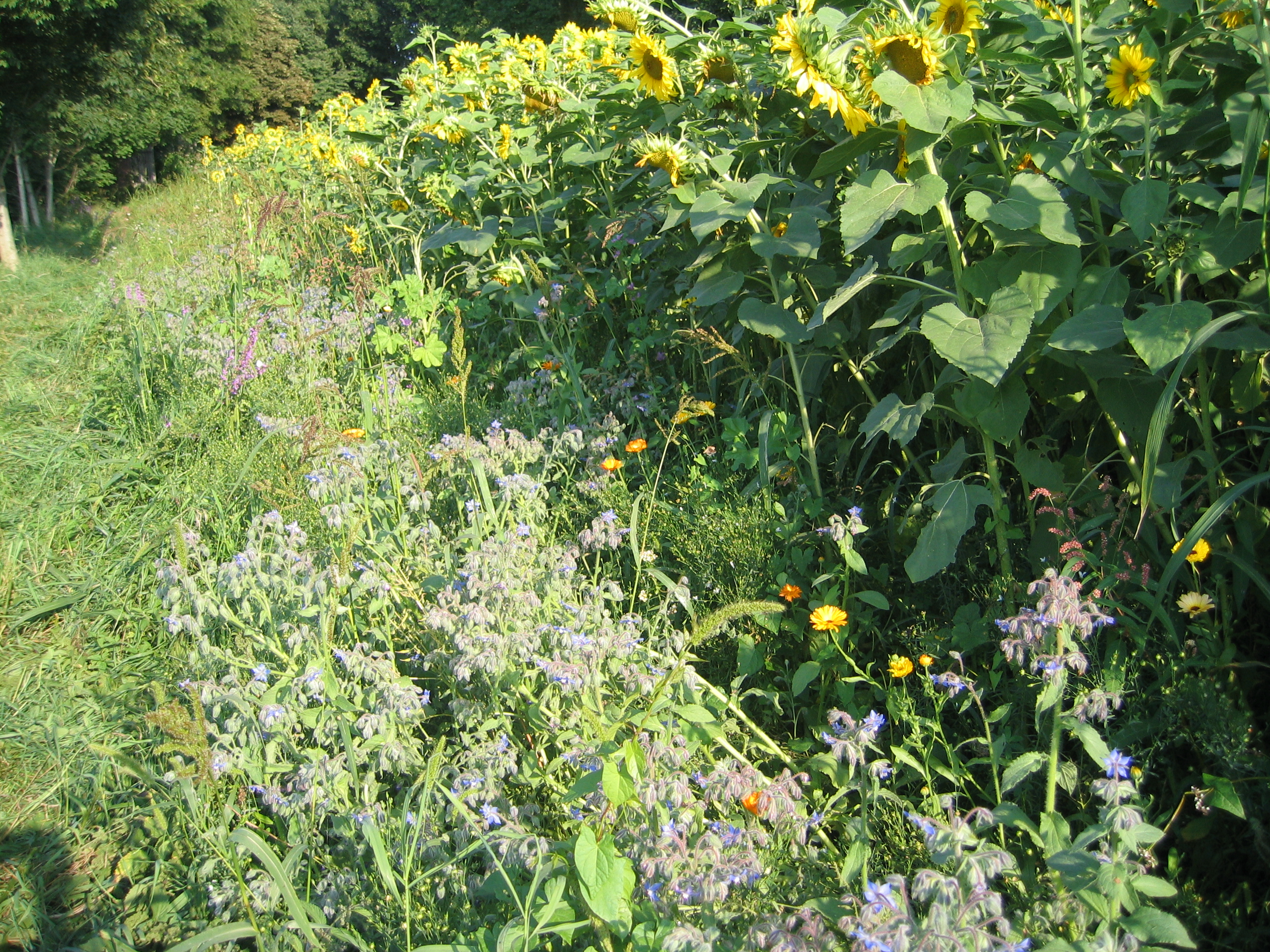 Dorfen blüht für Bienen- Fläche bei Wasentegernbach