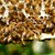 Bienen Bienen